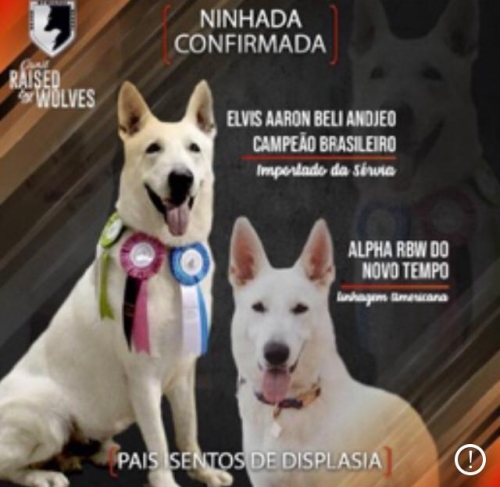 Fotos Ninhada
