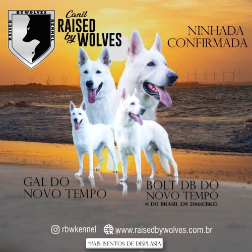 Fotos Ninhada